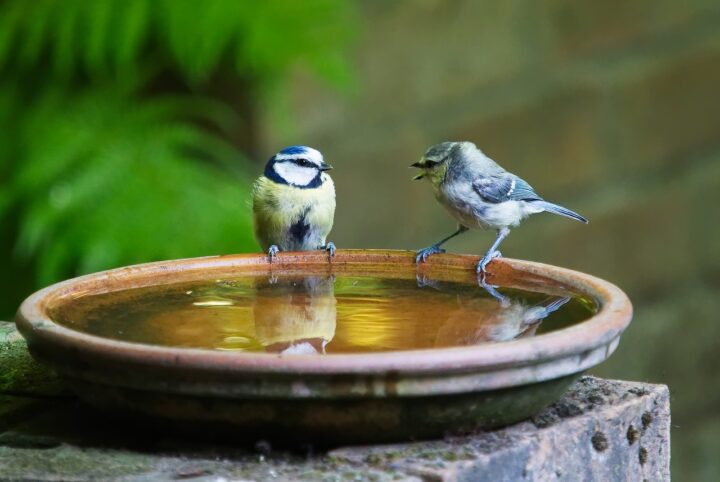 Photo of a terracotta bird bath, filled with water. There are two blue tits standing on rim, both are looking at each other and one has its beak open
