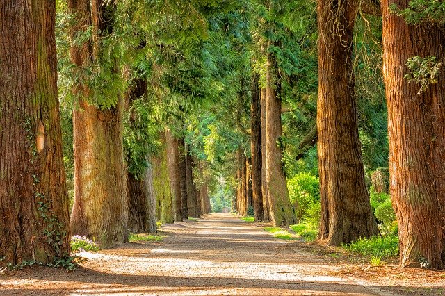 Two rows of trees in a forest with a road running in between